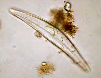 Cymbella sp. Bildbreite: 180 µm; 29.12.2003