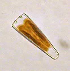 NN; 50 µm breit, 29.12.2003