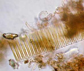 Fragilaria sp.; Bild 140 µm breit, 31.12.2003