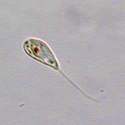 Peranema trichophorum. Bildbreite: NN. 70 µm; 2.1.2004