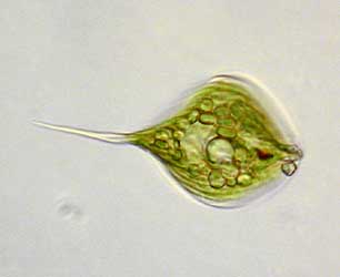 Phacus longicauda; Bildbreite: 100 µm breit, 3.1.2004