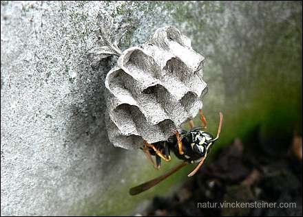 Polistes nimpha Königin. Foto: KLaus Steiner (2006)