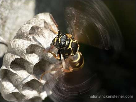 Polistes nimpha. Foto: KLaus Steiner (2006)