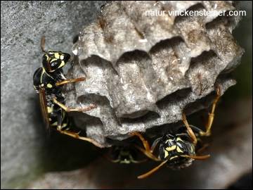 Polistes dominulus. Foto: Klaus Steiner (2006)