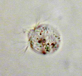 Askenasia volvox; Bildbreite: 50 µm breit, 3.1.2004