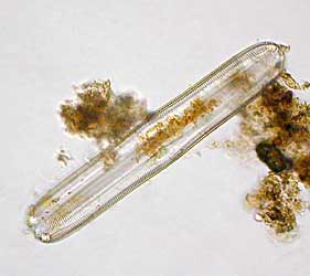 Pinnularia sp. 250 µm breit, 29.12.2003