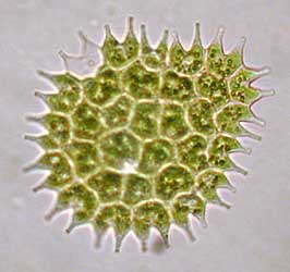 Pediastrum boryanum. Bildbreite: 180 µm; 22.12.2003