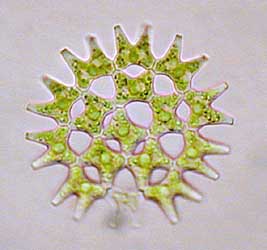 Pediastrum duplex. Bildbreite: 160 µm; 22.12.2003