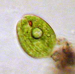 Phacus pleuronectes; Bildbreite: 60 µm breit, 29.12.2003