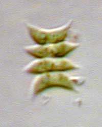 Scenedesmus. Bildbreite: 30 µm; 1.1.2004