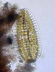 Surirella. 150 µm breit, 29.12.2003